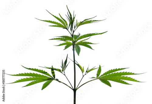 Wild marijuana plant isolated on the white background. Selective focus.