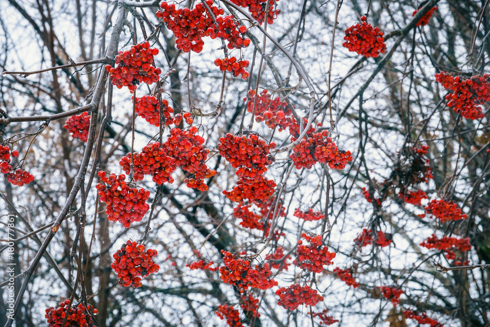 mountain ash on a rainy-snowy day mountain ash on a rainy-snowy day