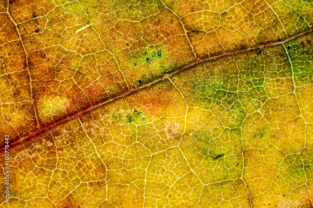 Obraz premium Macro leaf texture close up