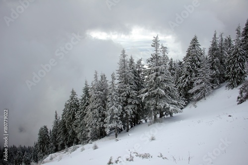 Pine trees forest during wintertime