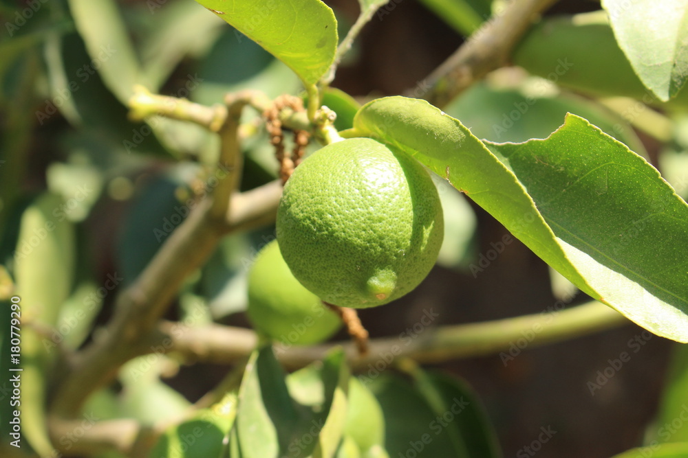 Green sweet lemons hanging on tree in Crete Island, Greece. Green sweet lemons hanging on tree in Crete Island, Greece.