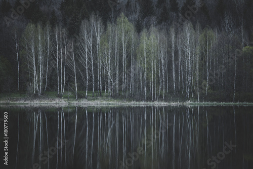 Birch trees on the shore of the lake