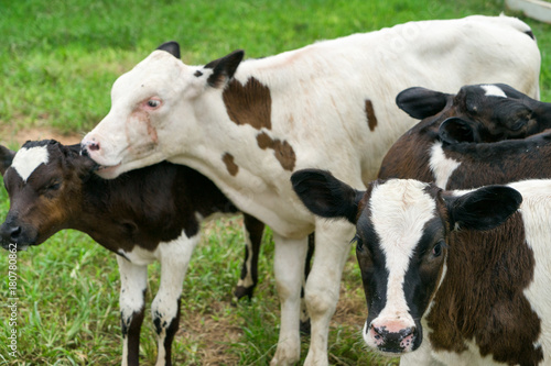 agriculture industry, farming and animal husbandry concept - herd of cows in cowshed on dairy farm and focus front cows.