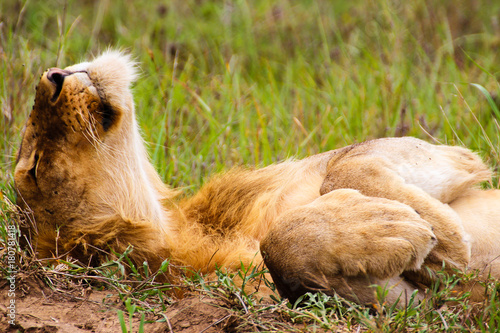 Lazy lion / Entspannter Löwe
