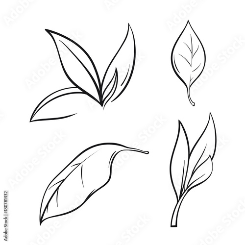 tea leaves set in lines, vector illustration isolated on white background