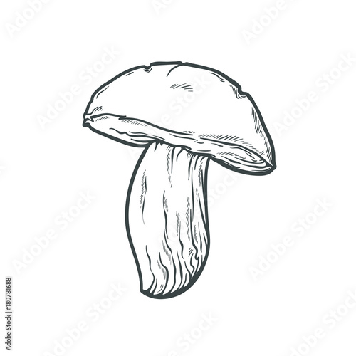 One monochrome boletus mushroom, hand drawn sketch line art, vector illustration isolated on white background, gray line art, nature sketch