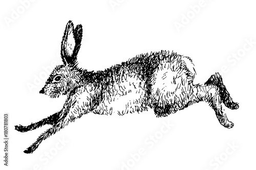 Running hare rabbit vector illustration. Hand drawn ink jumping bunny
