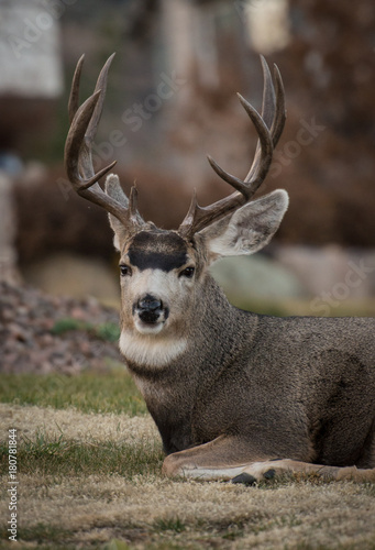 muleteer buck headshot © Todd
