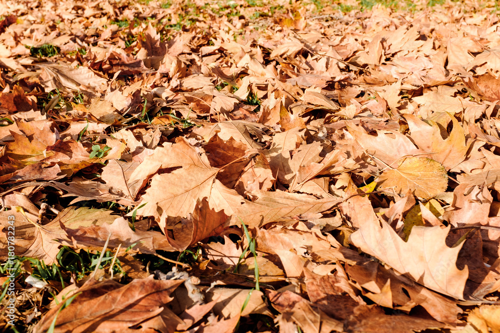 Brown autumn leaves on the ground Brown autumn leaves on the ground