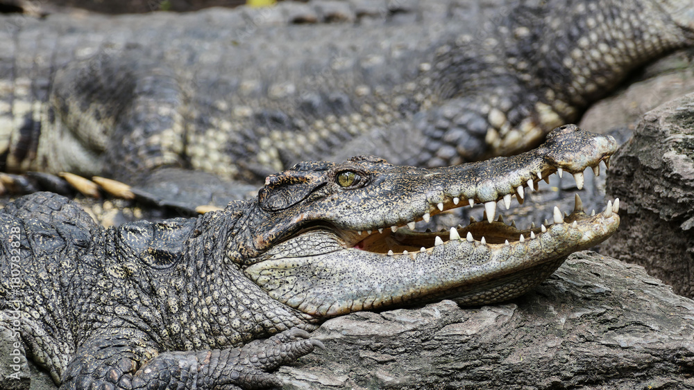 Fototapeta premium Crocodiles large aquatic reptiles that live throughout the tropics in Farm ,Thailand