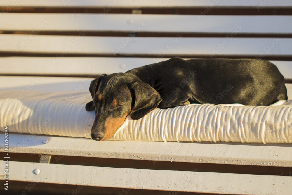 dachshund cachorro descansando sobre una almohada Stock Photo | Adobe Stock