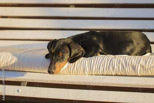 dachshund cachorro descansando sobre una almohada