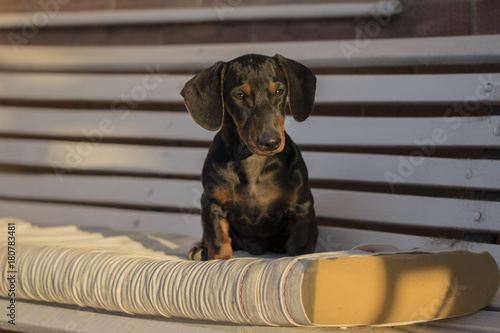 dachshund cachorro sentado sobre una almohada