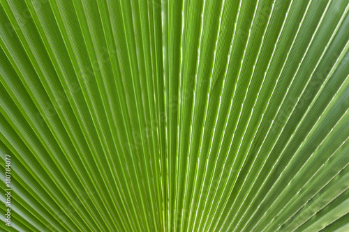 close-up green beautiful leaf of palm trees  tropical plants