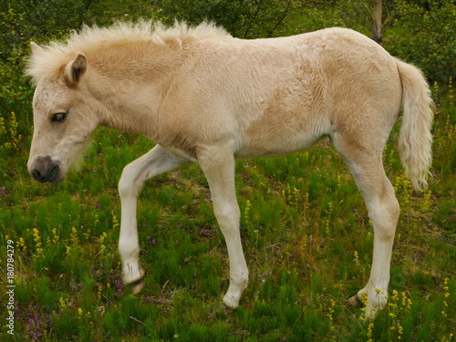 Icelandic Foal © jamescade
