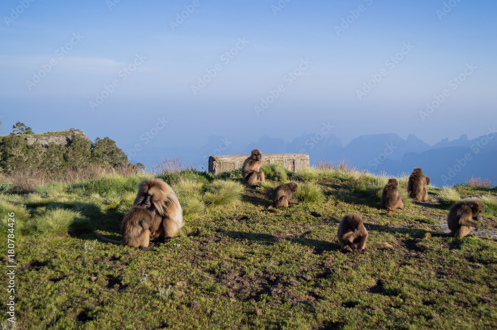 Obraz premium Group of Gelada Monkeys in the Simien Mountains, Ethiopia