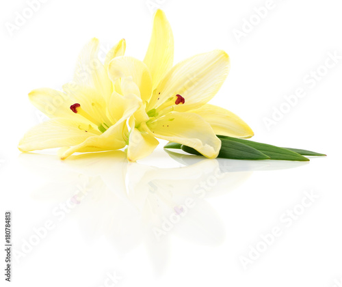 Fototapeta Naklejka Na Ścianę i Meble -  Two yellow lilies.