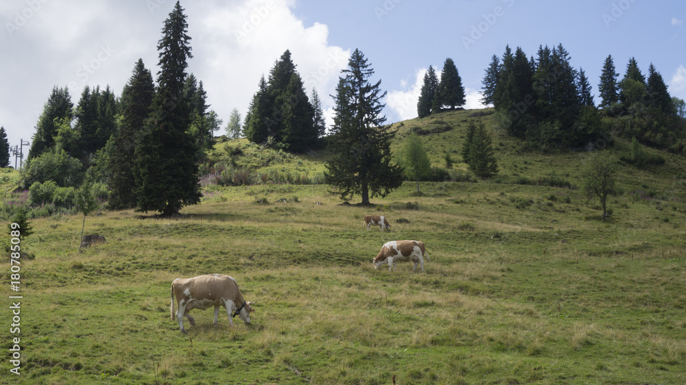 Fototapeta premium montagne