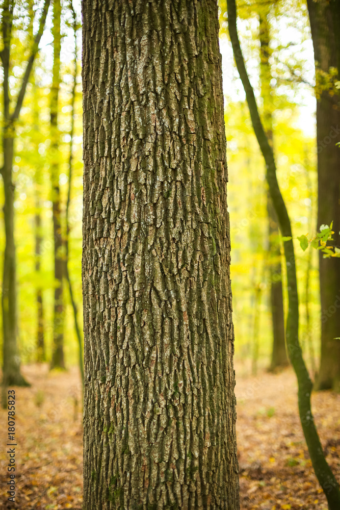 A view of the oak tree trunk in an autumn forest.