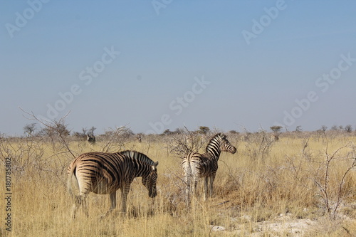 Zebras in der Savanne photo