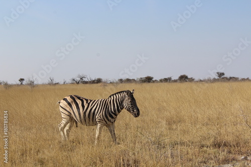 Zebra in der Savanne