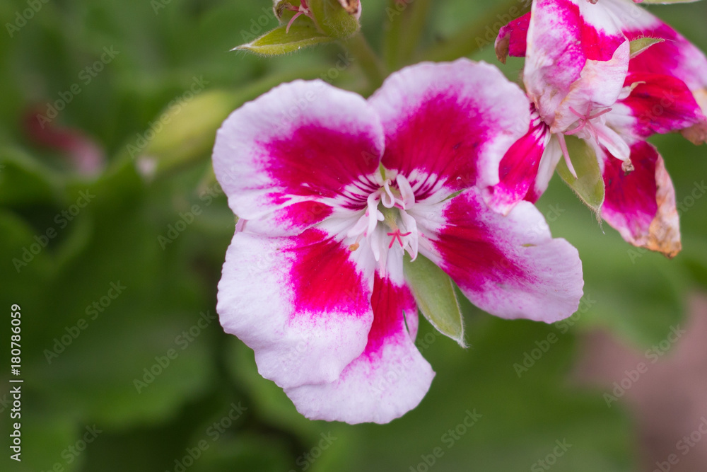 Pink Flowers Pink Flowers