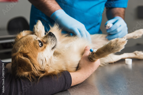 Veterinary doctor examines a mongrel dog