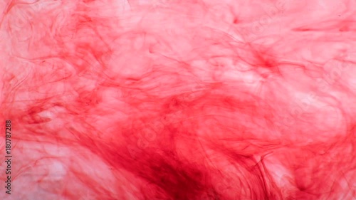 Wallpaper Mural scarlet paint dissolves in the liquid. Slow motion Torontodigital.ca