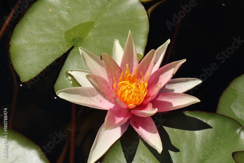 Pinkish white hybrid 