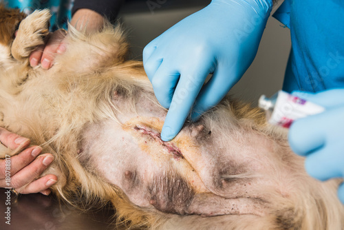 Veterinary doctor examines a mongrel dog
