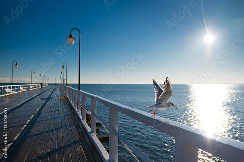  Seagulls starting fly from handrail at the Baltic Sea in Poland. © Dziurek