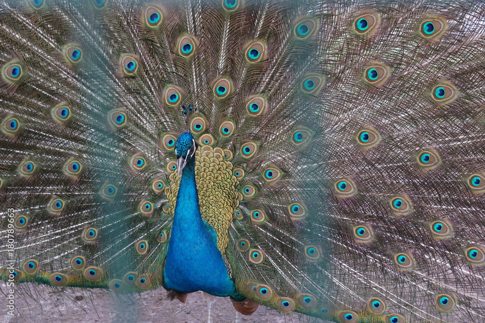 Obraz premium Summer nature