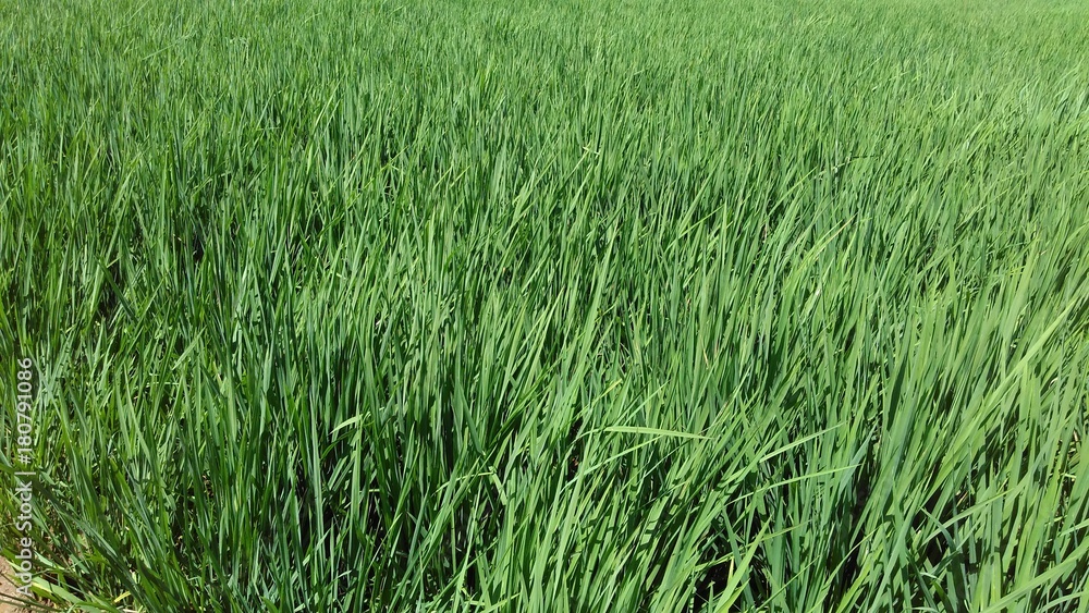 green paddy