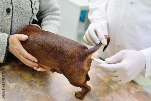 temperature of a dog in a veterinary clinic