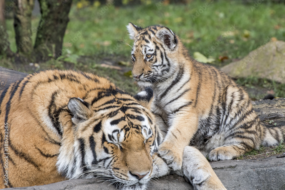 Fototapeta premium rodzina tygrysów