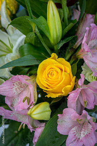 Yellow Rose with Pink Flowers