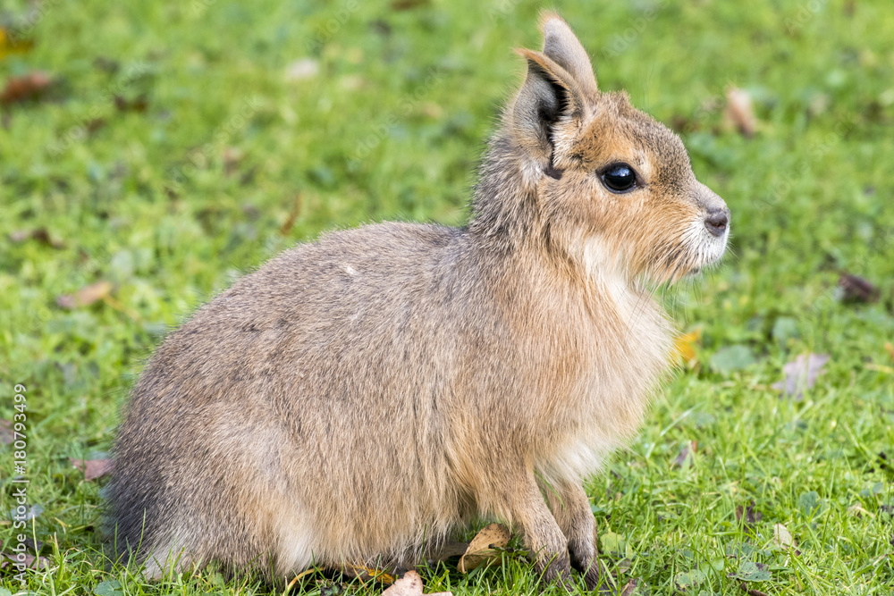 Mara - Cavy