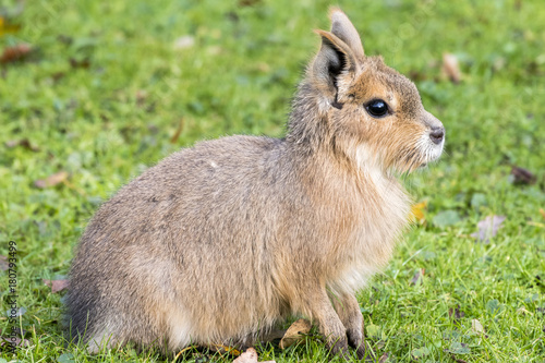 Obraz na płótnie Mara - Cavy w salonie