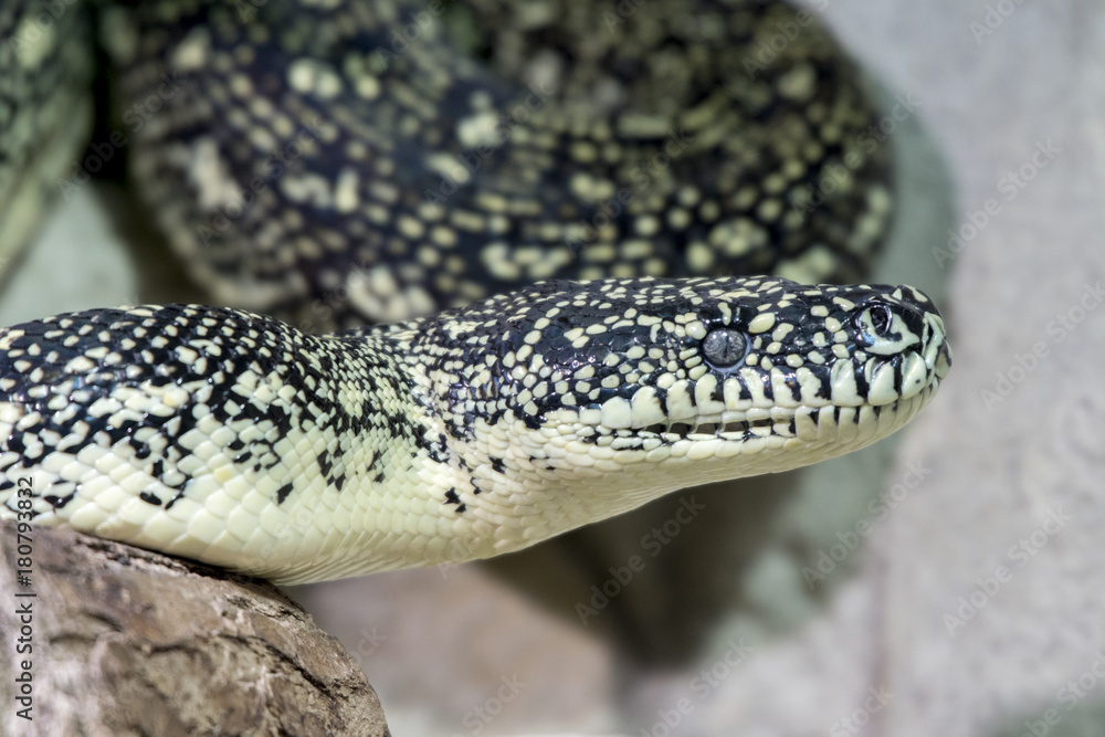 Diamond python Stock Photo | Adobe Stock