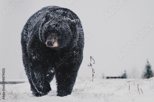 Black Bear in the Snow