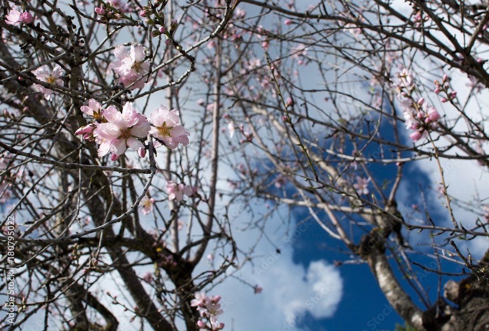 Obraz premium Blossoming almond trees