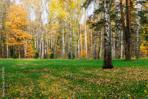 Forest birch clearing in late autumn. Autumn background