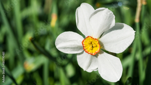 Fototapeta Naklejka Na Ścianę i Meble -  Pheasant Eye