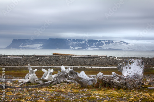 Bild auf Leinwand Huge bones of ancient whales on ancient marine terraces in glacial Arctic