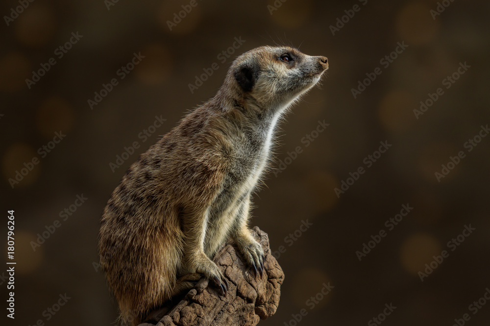 Fototapeta premium Meerkat Portrait