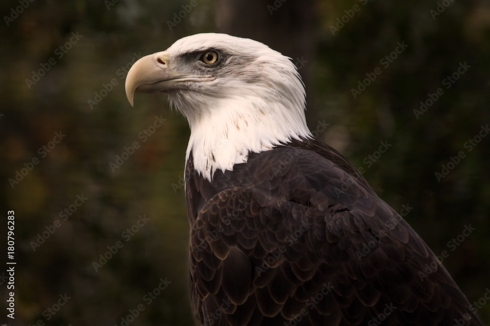 Fototapeta premium American Bald Eagle Portrait