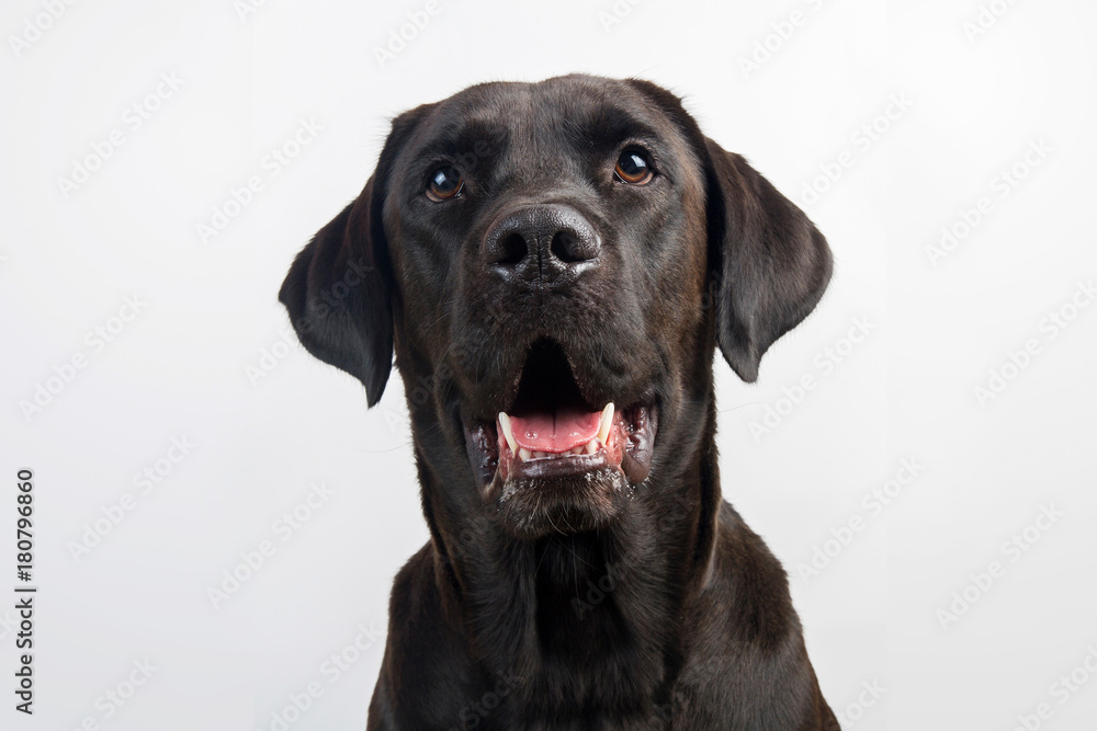 Isolated cute young black labrador wearing no collar, looking at camera concerned