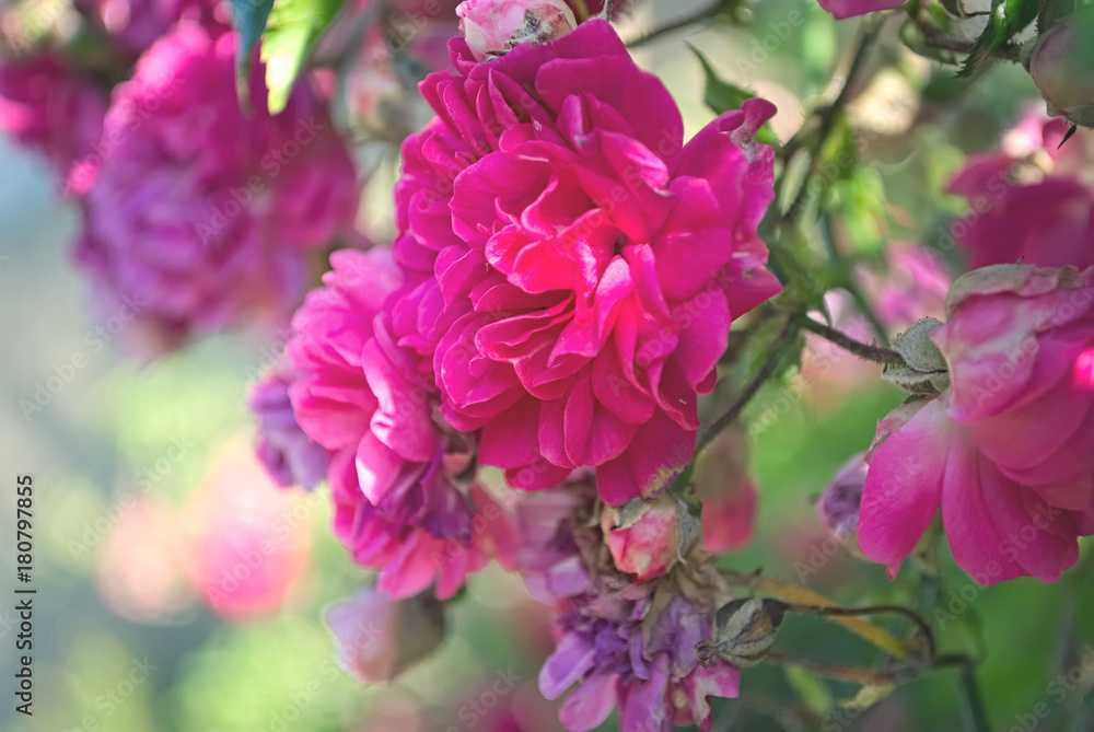 Beautiful climbing roses with a colorful background