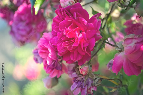 Beautiful climbing roses with a colorful background
