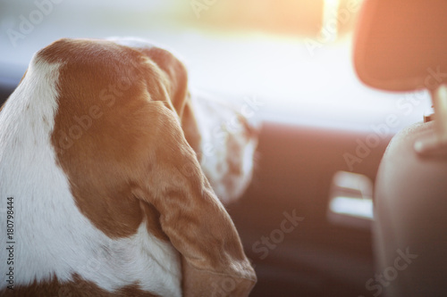 Tablou pe pânză Basset dog waiting anxiously for his owner to arrive from inside the car